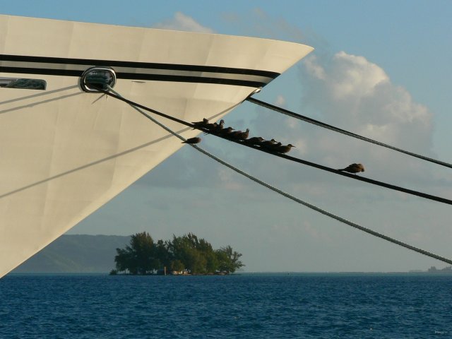 14- Les noddis bruns sur les amarres du Tu Moana 